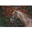 Mackey Legends Athena Bridle in Black